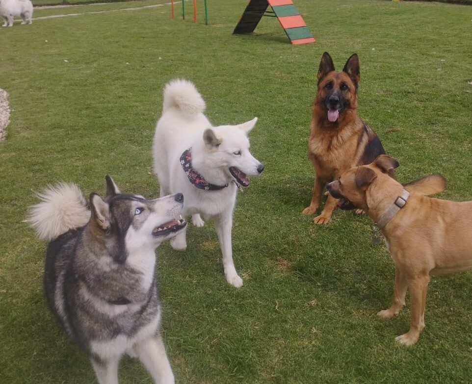 Grupo de perritos en la guardería de Canino House