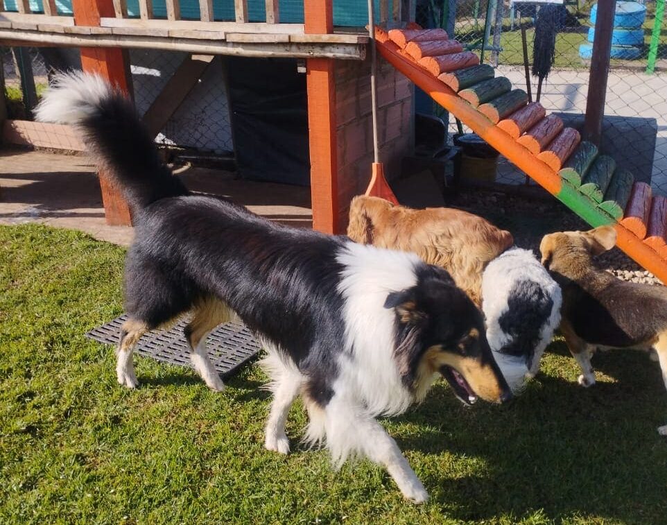 Grupo de perritos en la guardería de Canino House