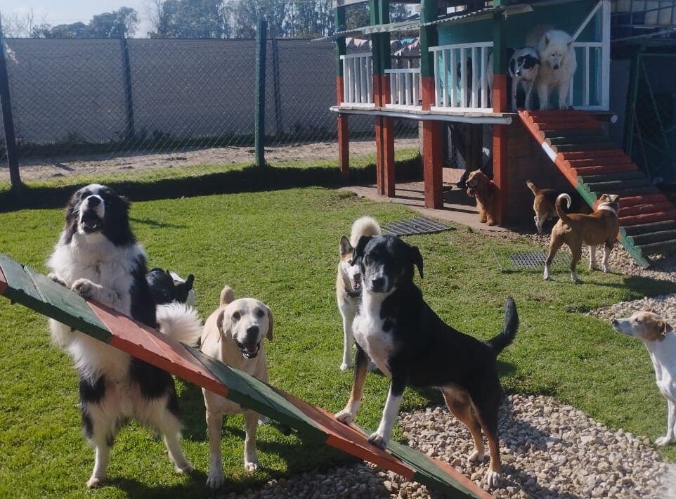 Grupo de perritos en la guardería de Canino House