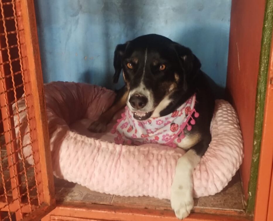 Grupo de perritos en la guardería de Canino House