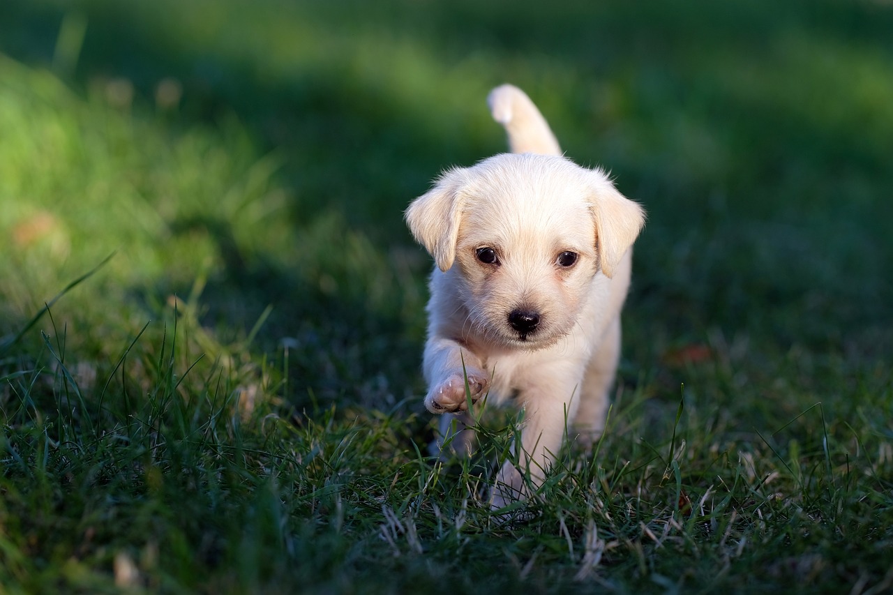 Cachorro paseando por el pasto