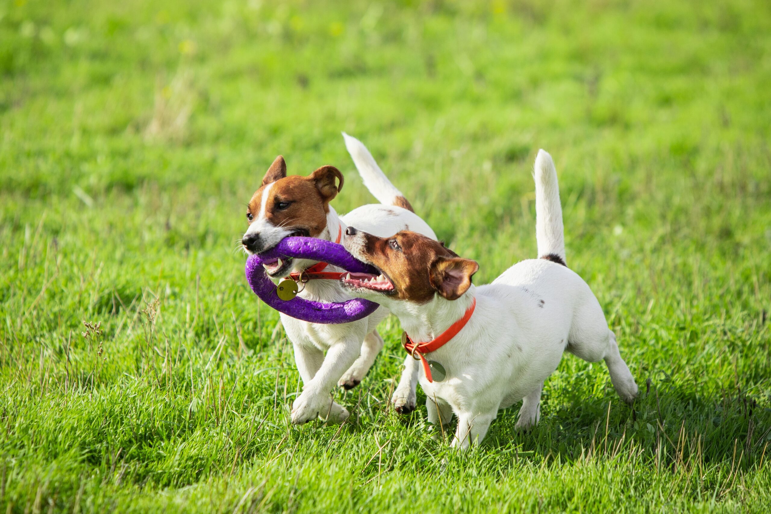 Perros jugando con su juguete